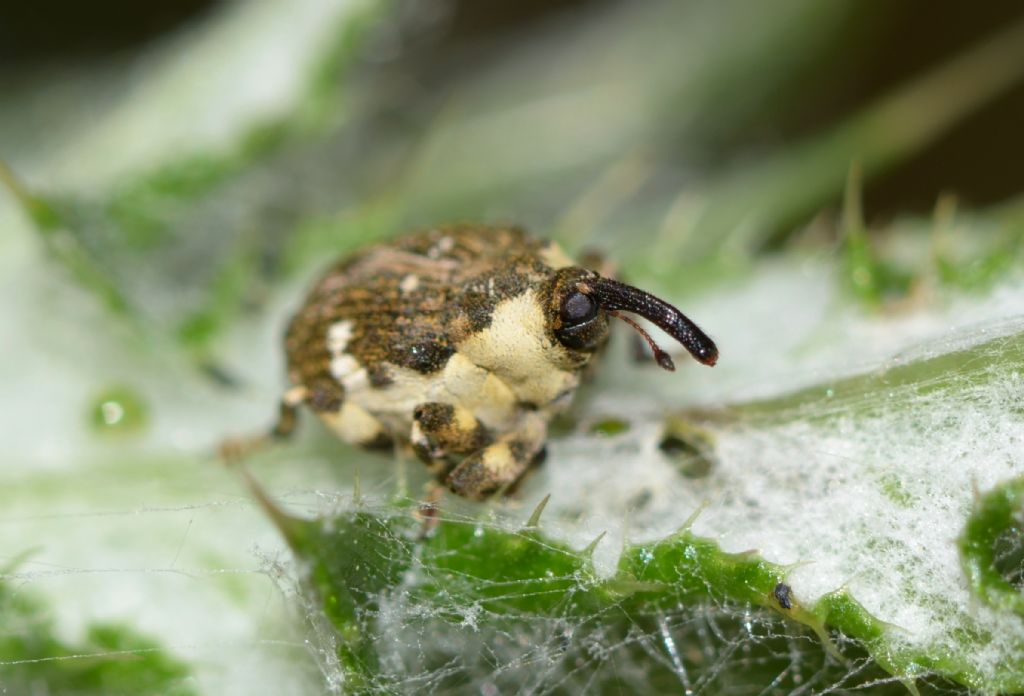 Hadroplontus trimaculatus ?  S !